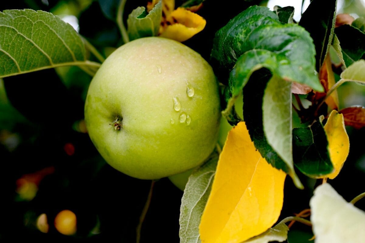 Funktionsförmåga och funktionsnedsättning nivå 2 | NTI-skolan